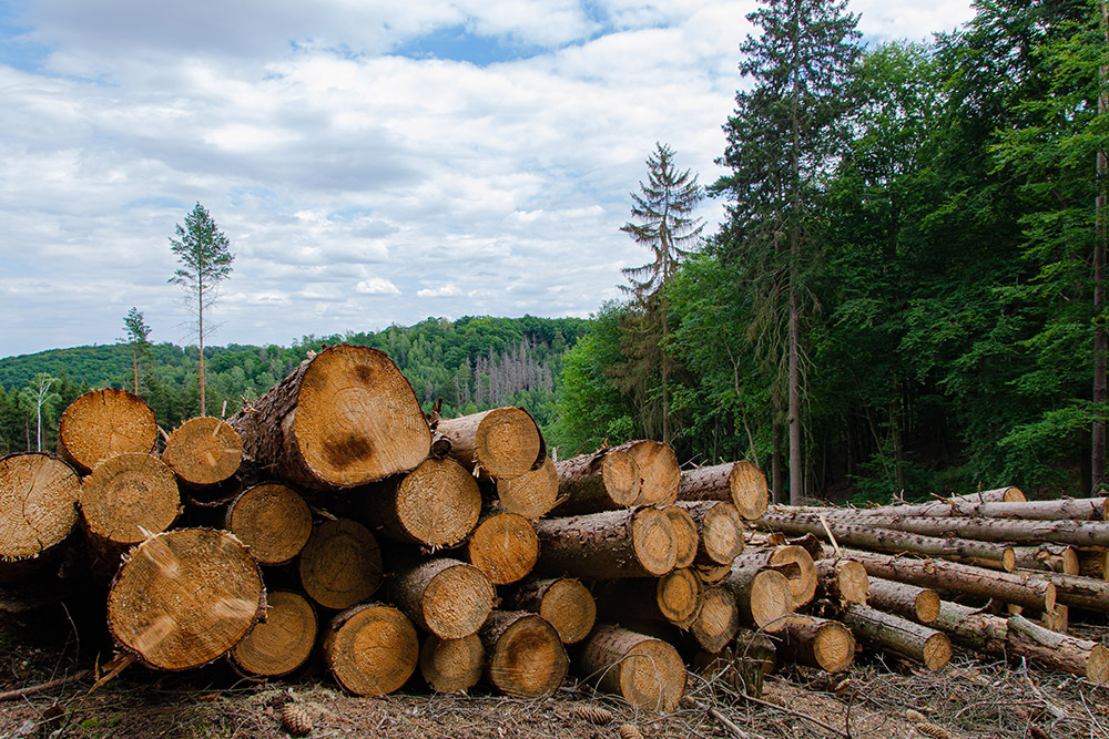 forest-5481028.jpg